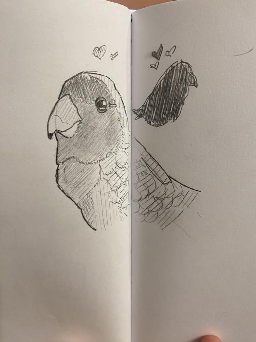love birds sketch